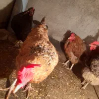 مرغ تخمگذار|حیوانات مزرعه|مشهد, بهمن|دیوار