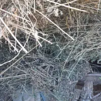 یونجه|حیوانات مزرعه|آوج, |دیوار