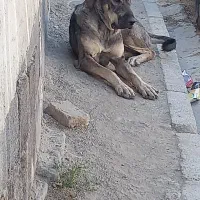 پژدر