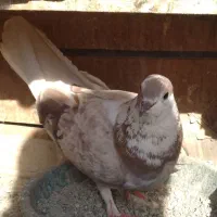 کبوتر باجوجه