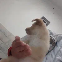 دو عدد توله سگ نر و ماده 2ماهه|سگ|ورامین, ورامین|دیوار