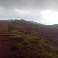 سگ گله ای