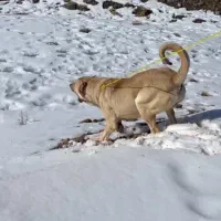 واگذاری سرابی|سگ|باسمنج, |دیوار