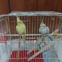 عروس هلندی