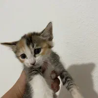 واگذاری بچه گربه رایگان|گربه|صدرا-فارس, فاز ۱|دیوار