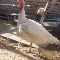 سلام دوعدد بوقلمون