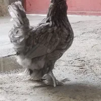 مرغ و خروس سلطان و لهستانی ۳ مرغ ۱خروس
