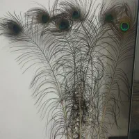 پر طبیعی طاووس