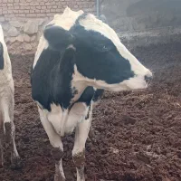 گاو شیری ۵ ماه آبستن