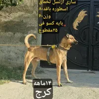 سگ سرابی ۱۴ماهه نر