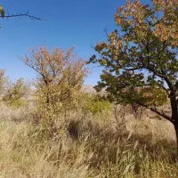 فروش باغ ۴۴۰۰ متر واقع در آوج|فروش زمین و ملک کلنگی|آوج, |دیوار