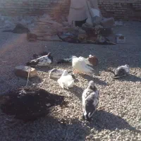 چندجفت کبوتر۰