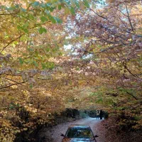 اجاره خودرو ازرا شرابی|خودرو اجاره‌ای|رشت, پیرسرا|دیوار