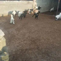 گوسفند داشتی جوان|حیوانات مزرعه|کوهدشت, |دیوار