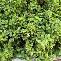 فروش گل آلوورا اشک تمساح و گل یخ سایز مختلف|گل و گیاه طبیعی|تهران, نازی‌آباد|دیوار