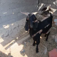 پازن