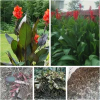 پیاز گل اختر