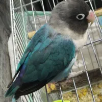 طوطی برزیلی