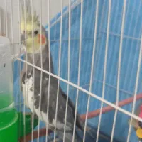 عروس هلندی کامل دستی