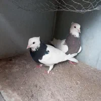 کبوترطوقی|پرنده|تاتار علیا, |دیوار