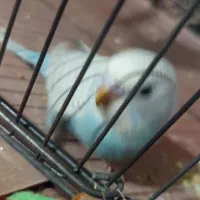 مرغ عشق|پرنده|قم, ولیعصر|دیوار