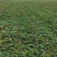 نهال توت فرنگی سابرینا و کاماروس|خدمات باغبانی و درختکاری|خان ببین, |دیوار