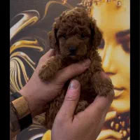 سگ پودل توی و تاینی|سگ|تهران, سعادتآباد|دیوار