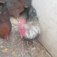 خروس محلی اصل|حیوانات مزرعه|مرودشت, مسجد رسول‎|دیوار