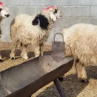 بره شیرازی بختیاری مچ قلم دار پوز عقابی|حیوانات مزرعه|منوجان, |دیوار