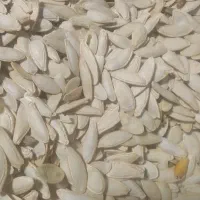کدومحلی تازه ودرجه یک