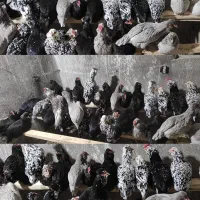 فروش تخم مرغ نطفه دار گلین فول کیفیت