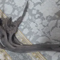 آکواریوم و وسایل|ماهی|گناباد, |دیوار