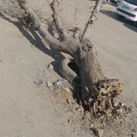 فروش درخت