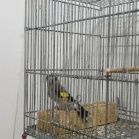 سهره نر سرسیاه|پرنده|مرودشت, فاز دوم شهرک فرهنگیان|دیوار