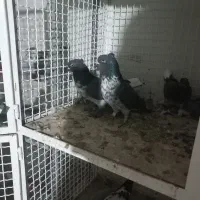 بعلت نداشتن جا|پرنده|محمدیه-قزوین, |دیوار