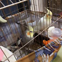 عروس هلندی مولد