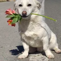 سگ نژاد دار