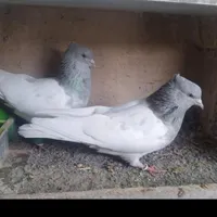 کفتر ماده کله الماسی گم شده موسیان فلاورجان|پرنده|ابریشم, |دیوار