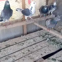 ۵ عدد پلاکی درجه یک