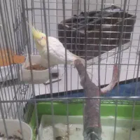 عروس هلندی نر