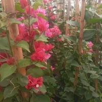 گل کاغذی|گل و گیاه طبیعی|محلات, |دیوار