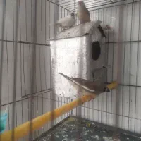 فنج|پرنده|قم, وادی السلام|دیوار