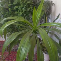 فروش گل طبیعی