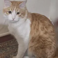 گربه نارنجی سفیدمفقود شده نژاد نسبتا پر مو|گربه|کرج, کرج نو|دیوار