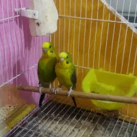 مرغ عشق بلک وینگ