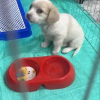 فروش سگ خانگی