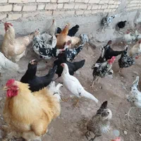 تخم مرغ گلین نطفه دار