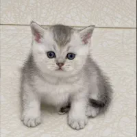 فروش انواع نژاد بچه گربه
