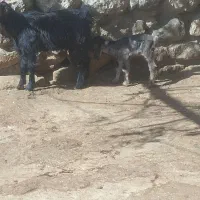 بزغاله شیری|حیوانات مزرعه|زاغه, |دیوار