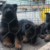 ژرمن شپهرد شولاین|سگ|ساری, |دیوار